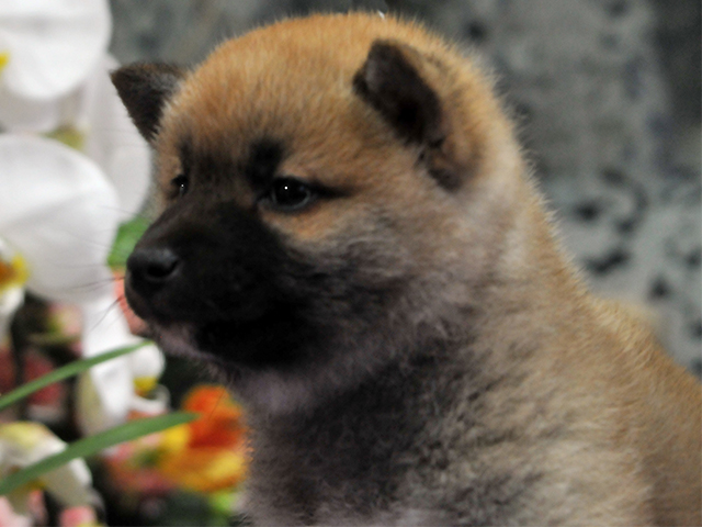 しばいぬ子犬　男の子